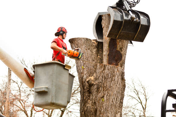 Best Tree Disease Treatment  in Bolivar Peninsula, TX